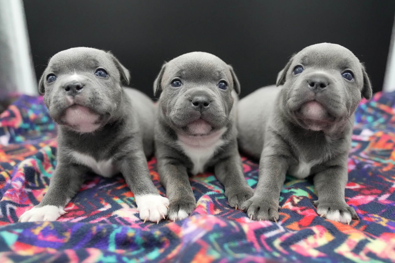 Blue staffordshire terrier shops puppy