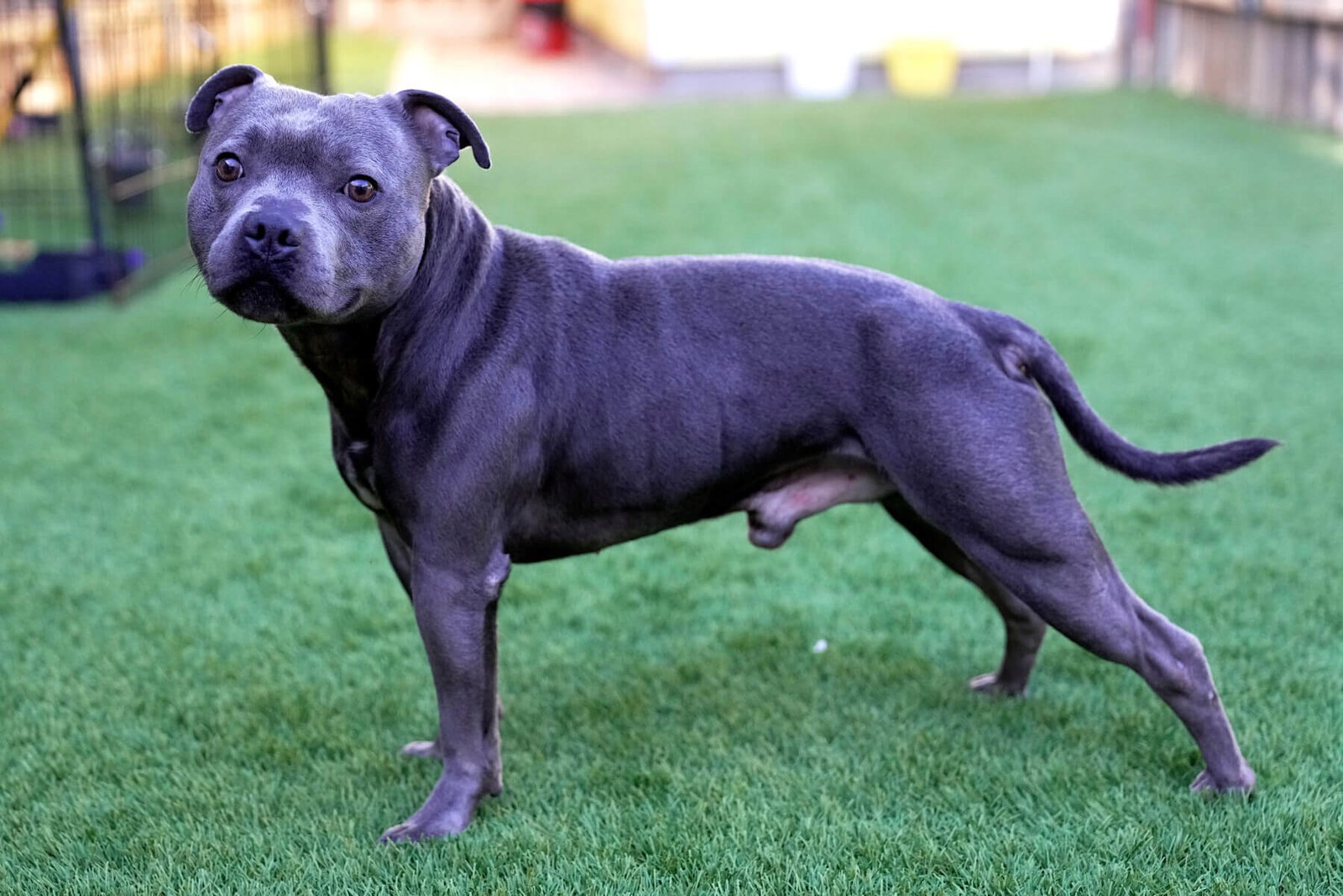 Blue staffy fashion breeders